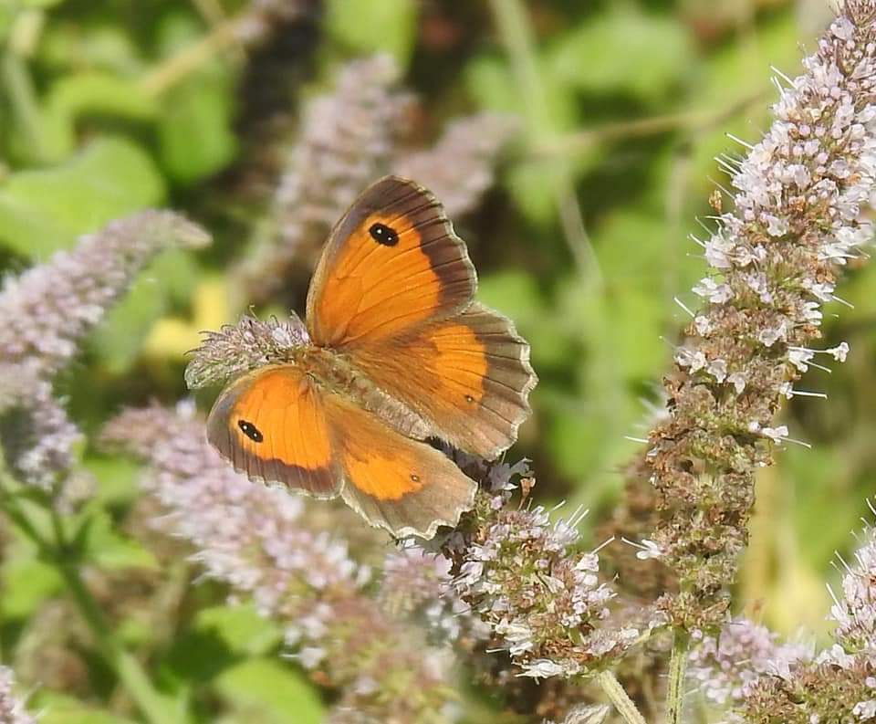 Maniola. No, Pyronia tithonus - Nymphalidae